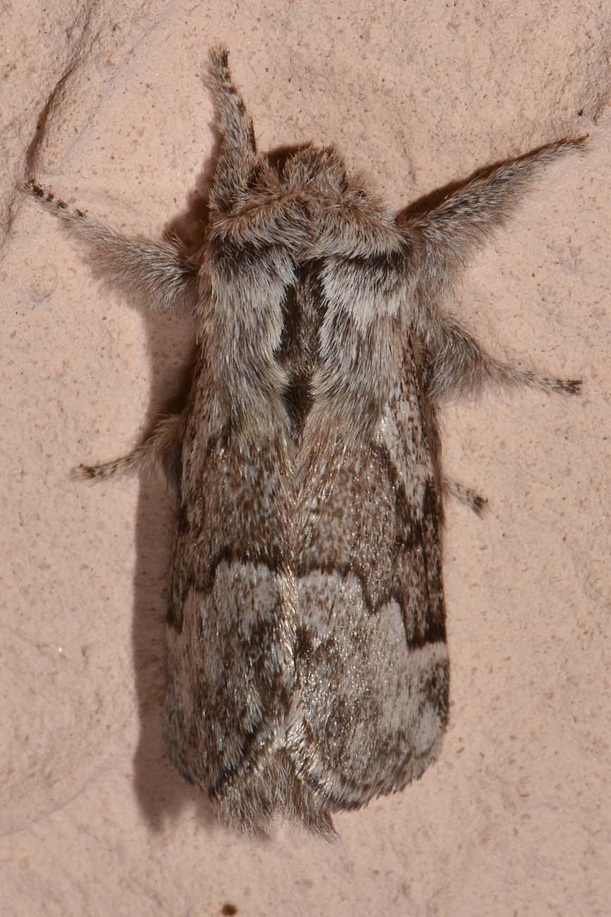 Noctuidae? No, Lasiocampidae - Trichiura crataegi